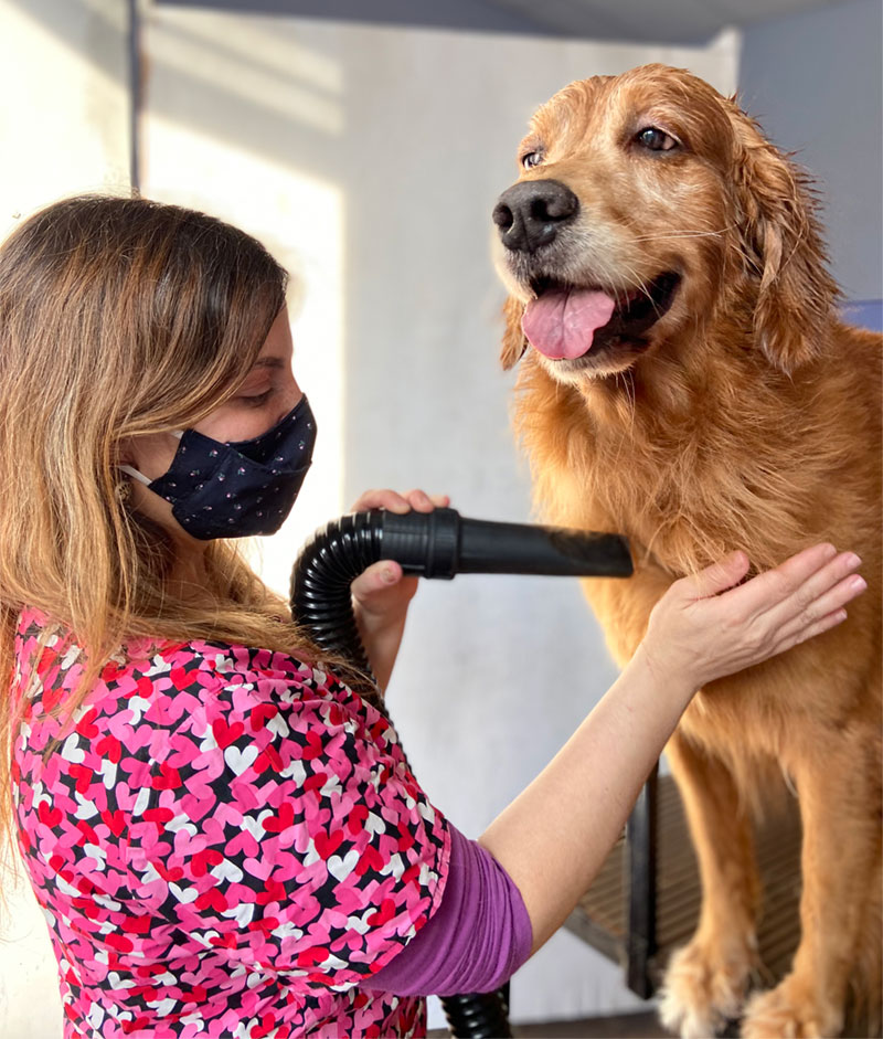 limpitosysanitosgolden